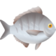 White Fish